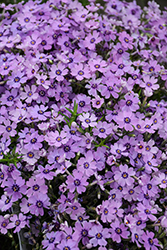 Eye Shadow Creeping Phlox (Phlox subulata 'Eye Shadow') at Sargent's Nursery