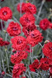 Fruit Punch Maraschino Pinks (Dianthus 'Maraschino') at Sargent's Nursery