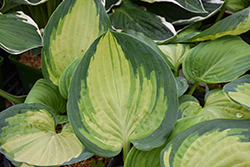 Sound Of Music Hosta (Hosta 'Sound Of Music') at Sargent's Nursery
