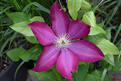 Bourbon Clematis (Clematis 'Bourbon') at Sargent's Nursery