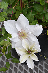 Guernsey Flute Clematis (Clematis 'EviGsy153') at Sargent's Nursery