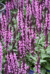 Midnight Rose Meadow Sage (Salvia nemorosa 'Midnight Rose') at Sargent's Nursery