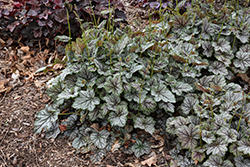 Green Spice Coral Bells (Heuchera 'Green Spice') at Sargent's Nursery