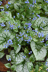 Sea Heart Bugloss (Brunnera macrophylla 'Sea Heart') at Sargent's Nursery