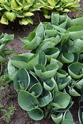 Abiqua Drinking Gourd Hosta (Hosta 'Abiqua Drinking Gourd') at Sargent's Nursery