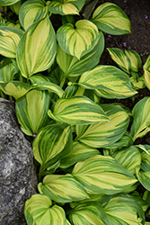 Rainbow's End Hosta (Hosta 'Rainbow's End') at Sargent's Nursery