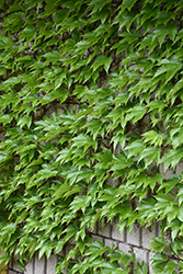 Boston Ivy (Parthenocissus tricuspidata) at Sargent's Nursery