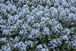 Storm Cloud Bluestar (Amsonia tabernaemontana 'Storm Cloud') at Sargent's Nursery