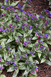 Spot On Lungwort (Pulmonaria 'Spot On') at Sargent's Nursery
