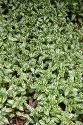 Moonshine Lungwort (Pulmonaria 'Moonshine') at Sargent's Nursery