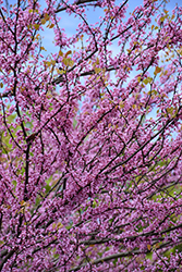 Eastern Redbud (tree form) (Cercis canadensis '(tree form)') at Sargent's Nursery