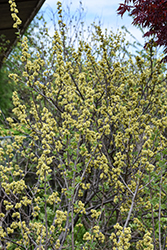 Fragrant Sumac (Rhus aromatica) at Sargent's Nursery