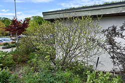 Fragrant Sumac (Rhus aromatica) at Sargent's Nursery