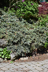 Procumbens Spruce (Picea pungens 'Procumbens') at Sargent's Nursery