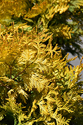 Sunkist Arborvitae (Thuja occidentalis 'Sunkist') at Sargent's Nursery