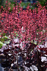 Timeless Treasure Coral Bells (Heuchera 'Timeless Treasure') at Sargent's Nursery