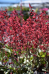 Dolce Spearmint Coral Bells (Heuchera 'Spearmint') at Sargent's Nursery