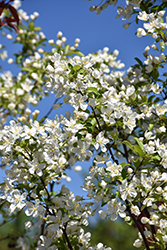 Red Jewel Flowering Crab (Malus 'Red Jewel') at Sargent's Nursery