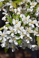 Red Jewel Flowering Crab (Malus 'Red Jewel') at Sargent's Nursery