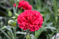 Fruit Punch Cranberry Cocktail Pinks (Dianthus 'Cranberry Cocktail') at Sargent's Nursery