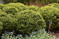Green Velvet Boxwood (Buxus 'Green Velvet') at Sargent's Nursery