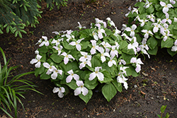 Great White Trillium (Trillium grandiflorum) at Sargent's Nursery