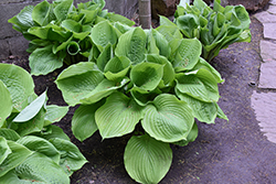 Sum and Substance Hosta (Hosta 'Sum and Substance') at Sargent's Nursery
