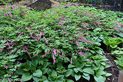 Common Bleeding Heart (Dicentra spectabilis) at Sargent's Nursery