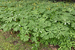 Mayapple (Podophyllum peltatum) at Sargent's Nursery