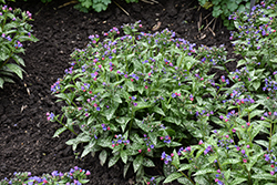 Spot On Lungwort (Pulmonaria 'Spot On') at Sargent's Nursery