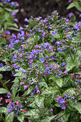 Spot On Lungwort (Pulmonaria 'Spot On') at Sargent's Nursery