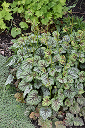 Green Spice Coral Bells (Heuchera 'Green Spice') at Sargent's Nursery