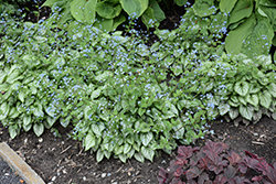 Jack Frost Bugloss (Brunnera macrophylla 'Jack Frost') at Sargent's Nursery
