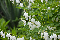 White Bleeding Heart (Dicentra spectabilis 'Alba') at Sargent's Nursery