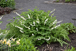 White Bleeding Heart (Dicentra spectabilis 'Alba') at Sargent's Nursery