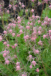 Prairie Smoke (Geum triflorum) at Sargent's Nursery