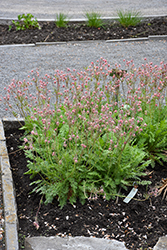 Prairie Smoke (Geum triflorum) at Sargent's Nursery