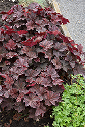 Palace Purple Coral Bells (Heuchera micrantha 'Palace Purple') at Sargent's Nursery