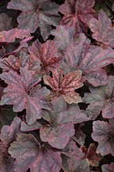 Palace Purple Coral Bells (Heuchera micrantha 'Palace Purple') at Sargent's Nursery