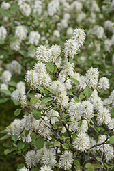 Blue Shadow Fothergilla (Fothergilla major 'Blue Shadow') at Sargent's Nursery
