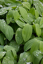 Great Merrybells (Uvularia grandiflora) at Sargent's Nursery