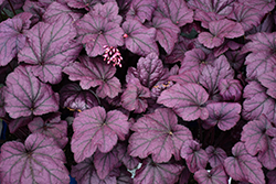 Electric Plum Coral Bells (Heuchera 'Electric Plum') at Sargent's Nursery