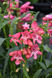 Bejeweled Pink Pearls Beard Tongue (Penstemon barbatus 'Pink Pearls') at Sargent's Nursery