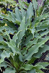 Wild Imagination Hosta (Hosta 'Wild Imagination') at Sargent's Nursery