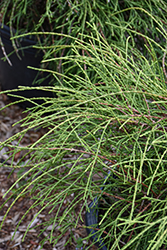 Threadleaf Arborvitae (Thuja occidentalis 'Filiformis') at Sargent's Nursery