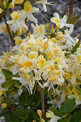 Northern Hi-Lights Azalea (Rhododendron 'Northern Hi-Lights') at Sargent's Nursery