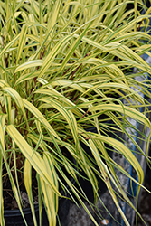 Golden Variegated Hakone Grass (Hakonechloa macra 'Aureola') at Sargent's Nursery