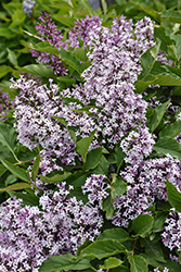 Little Lady Lilac (Syringa 'Jeflady') at Sargent's Nursery