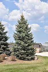 Baby Blue Blue Spruce (Picea pungens 'Baby Blue') at Sargent's Nursery