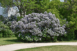 Common Lilac (Syringa vulgaris) at Sargent's Nursery